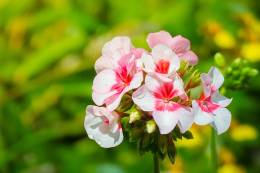 The background image of the colorful flowers, background nature