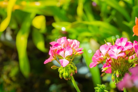 The background image of the colorful flowers, background nature