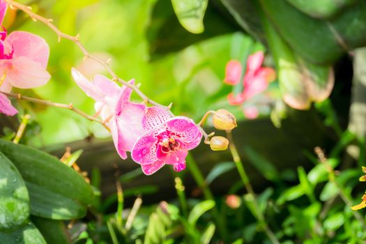 The background image of the colorful flowers, background nature