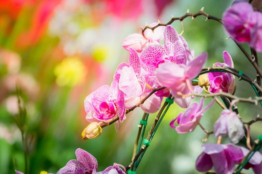 Beautiful blooming orchids in forest, On the bright sunshine