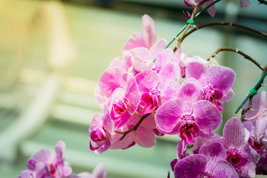 Beautiful blooming orchids in forest, On the bright sunshine