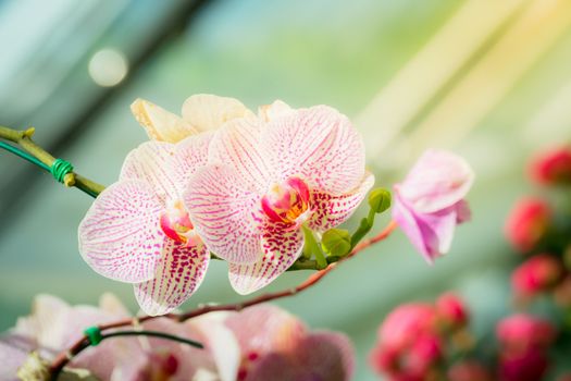 Beautiful blooming orchids in forest, On the bright sunshine