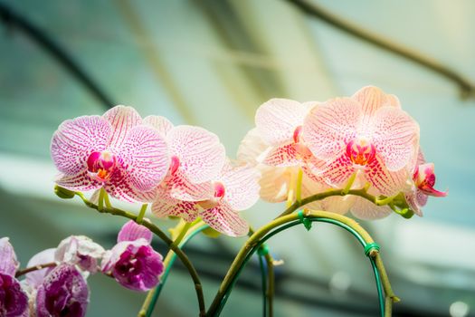 Beautiful blooming orchids in forest, On the bright sunshine