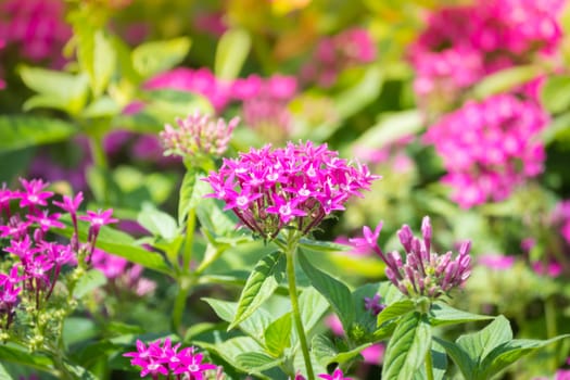 The background image of the colorful flowers, background nature