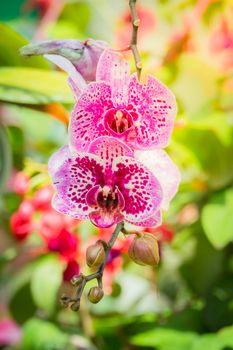 Beautiful blooming orchids in forest, On the bright sunshine