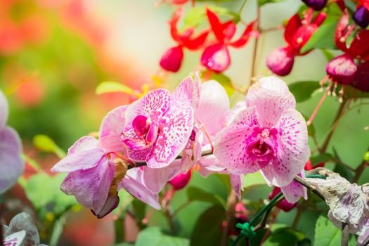 Beautiful blooming orchids in forest, On the bright sunshine