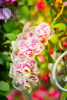 Beautiful blooming orchids in forest, On the bright sunshine