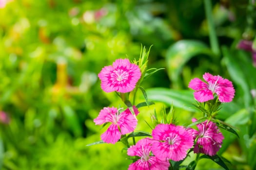 The background image of the colorful flowers, background nature