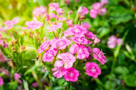 The background image of the colorful flowers, background nature