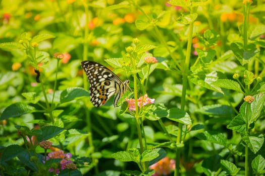 The background image of the colorful flowers, background nature