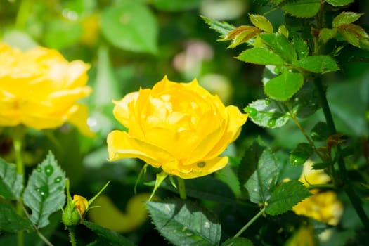 The background image of the colorful flowers, background nature