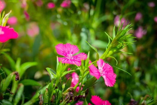 The background image of the colorful flowers, background nature