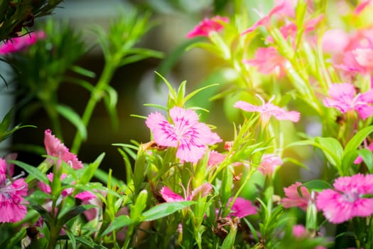 The background image of the colorful flowers, background nature