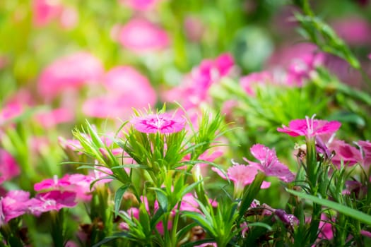 The background image of the colorful flowers, background nature