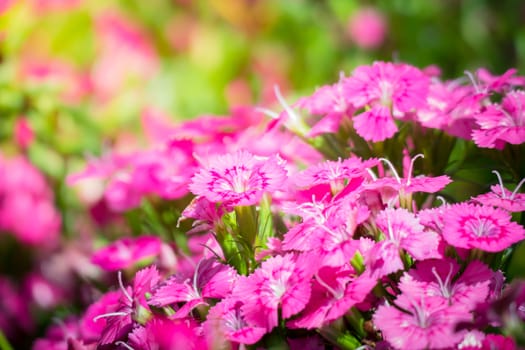 The background image of the colorful flowers, background nature