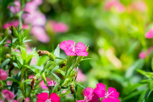 The background image of the colorful flowers, background nature