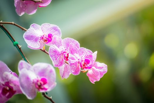 Beautiful blooming orchids in forest, On the bright sunshine