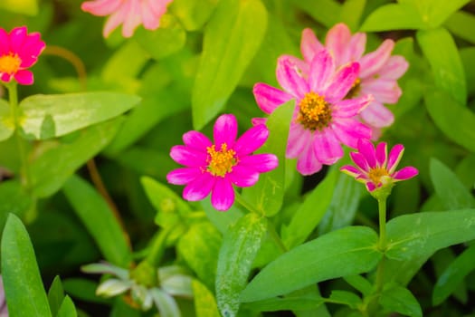 The background image of the colorful flowers, background nature