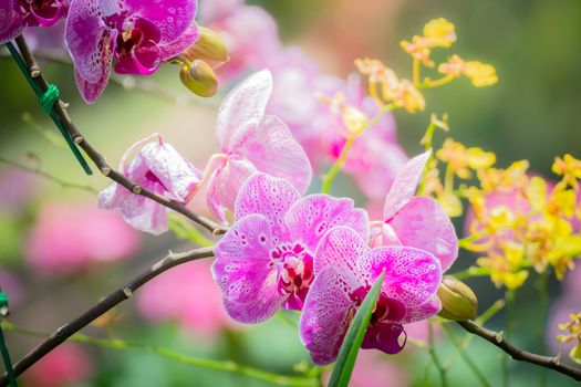 Beautiful blooming orchids in forest, On the bright sunshine