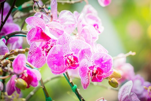 Beautiful blooming orchids in forest, On the bright sunshine