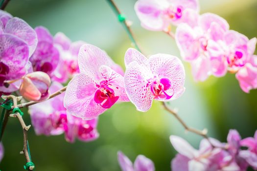 Beautiful blooming orchids in forest, On the bright sunshine