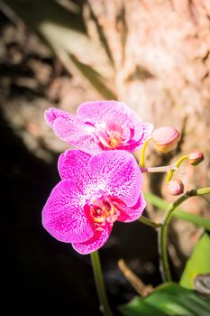 Beautiful blooming orchids in forest, On the bright sunshine