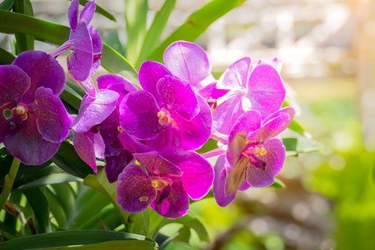 Beautiful blooming orchids in forest, On the bright sunshine