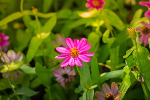 The background image of the colorful flowers, background nature