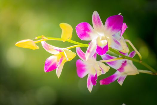 Beautiful blooming orchids in forest, On the bright sunshine