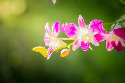 Beautiful blooming orchids in forest, On the bright sunshine