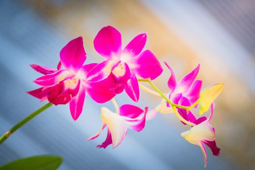 Beautiful blooming orchids in forest, On the bright sunshine