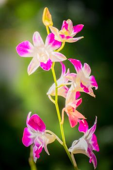 Beautiful blooming orchids in forest, On the bright sunshine