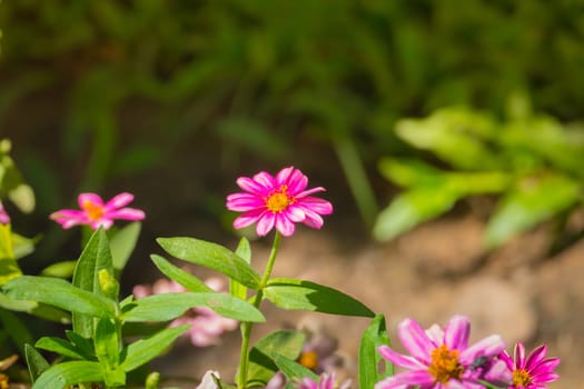 The background image of the colorful flowers, background nature