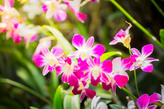 Beautiful blooming orchids in forest, On the bright sunshine