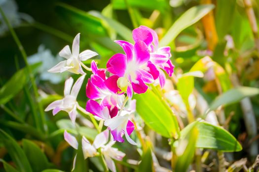 Beautiful blooming orchids in forest, On the bright sunshine