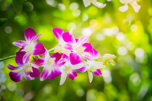 Beautiful blooming orchids in forest, On the bright sunshine