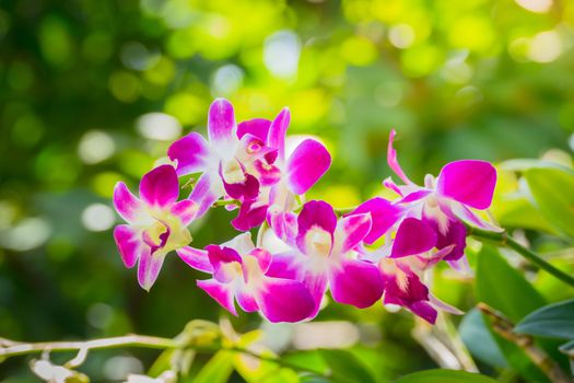 Beautiful blooming orchids in forest, On the bright sunshine