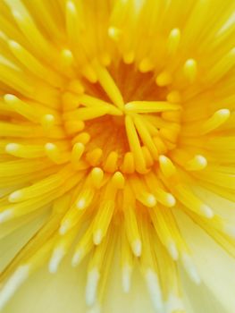 close up lotus flower