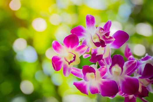 Beautiful blooming orchids in forest, On the bright sunshine