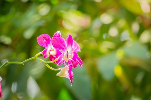 Beautiful blooming orchids in forest, On the bright sunshine