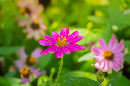 The background image of the colorful flowers, background nature