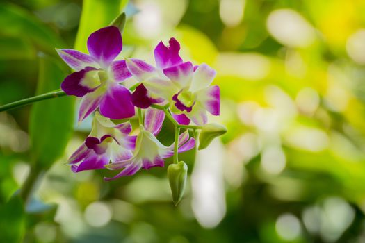 Beautiful blooming orchids in forest, On the bright sunshine