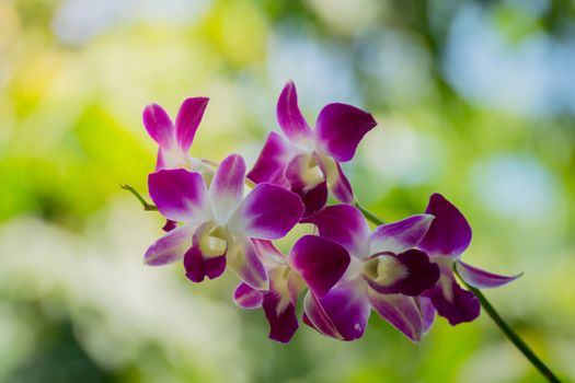 Beautiful blooming orchids in forest, On the bright sunshine