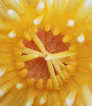 close up lotus flower