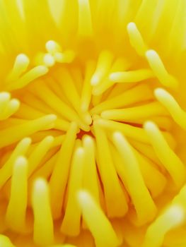 close up lotus flower