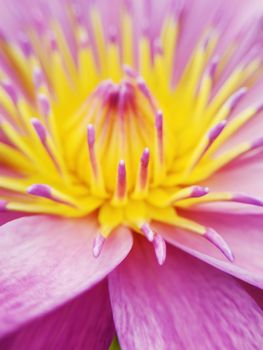 close up lotus flower