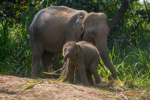 A young elephant right next to an adult one.