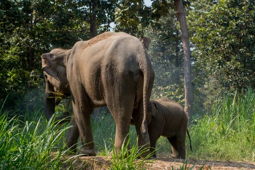 A young elephant right next to an adult one.