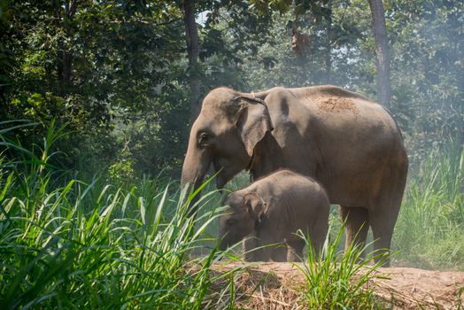 A young elephant right next to an adult one.