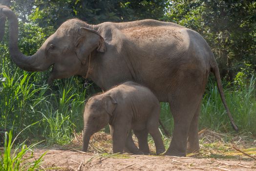 A young elephant right next to an adult one.